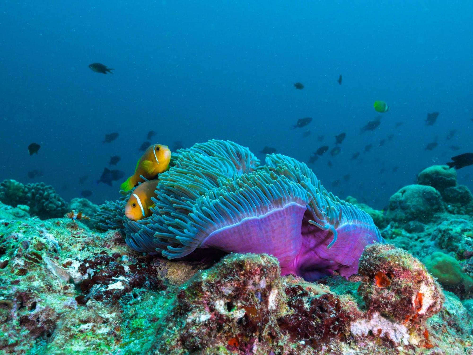 Hotel The Nautilus Maldives Kamadhoo Esterno foto